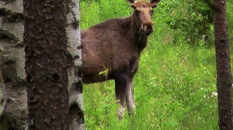 Hirvi kurkistaa puiden takaa. 