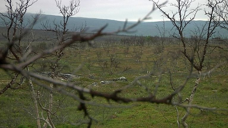 Kuolleita tunturikoivikoita Polmakjärven pohjoispuolella.