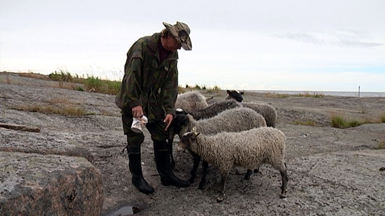 lampaat, kallio, kansallispuisto, lammasvahti