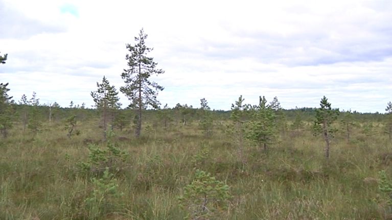luonnontilainen suo