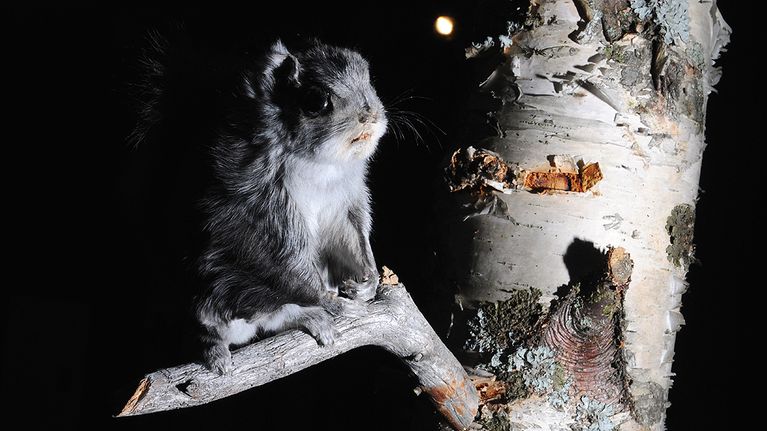 Täytetty liito-orava museon näyttelyssä.