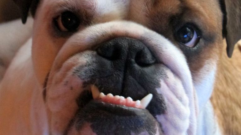 Englanninbulldoggi Onni. 