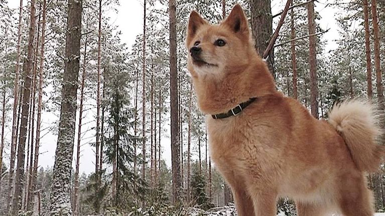 Suomenpystykorva Ullastiinan Unelma.