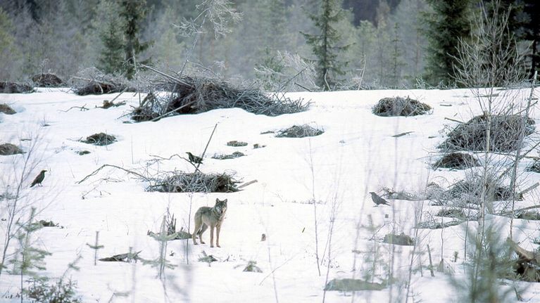 Susi hakkuuaukealla