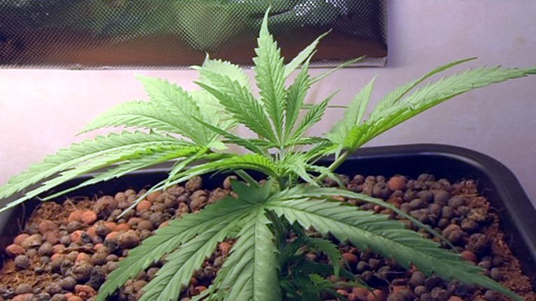Kannabiskasvi.