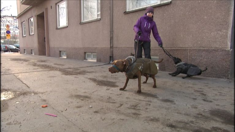 Heidi Parvela ja koirat.