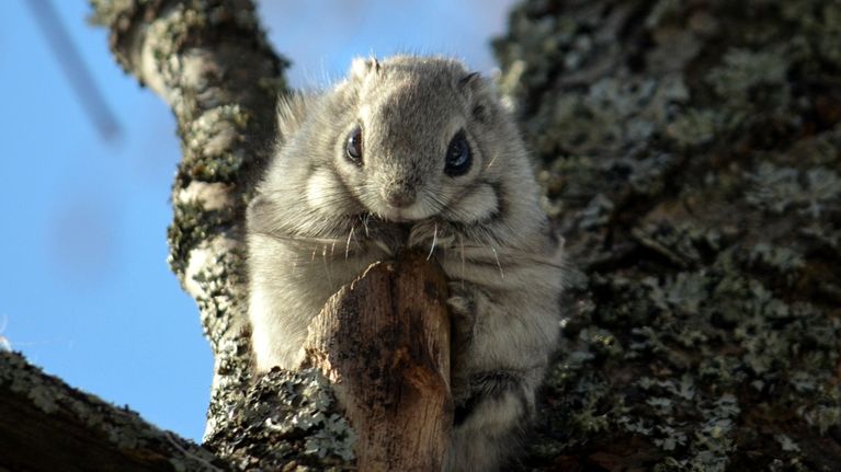 Liito-orava