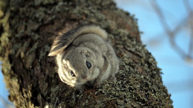 Liito-orava 
