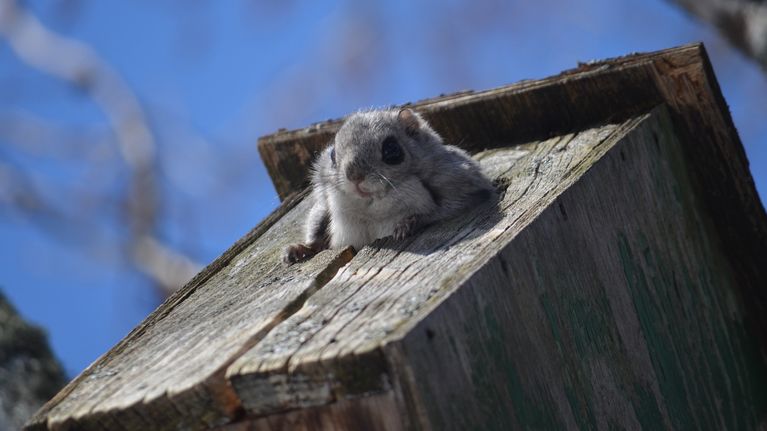 Liito-orava kurkistaa pöntöstä. 