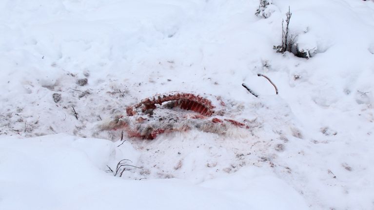 Petojen puoliksi syömä poronraato.
