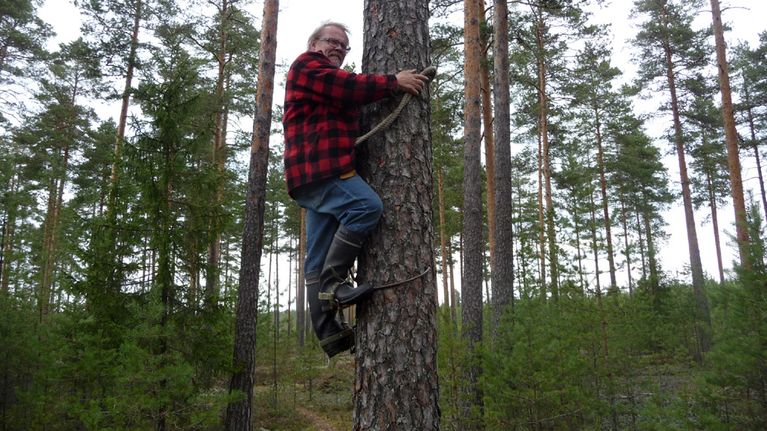 Juhani Karhumäki kiipeää puuhun rengastamaan korppeja.