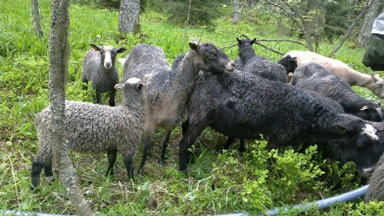 Lampaat laiduntavat Ristisaaressa