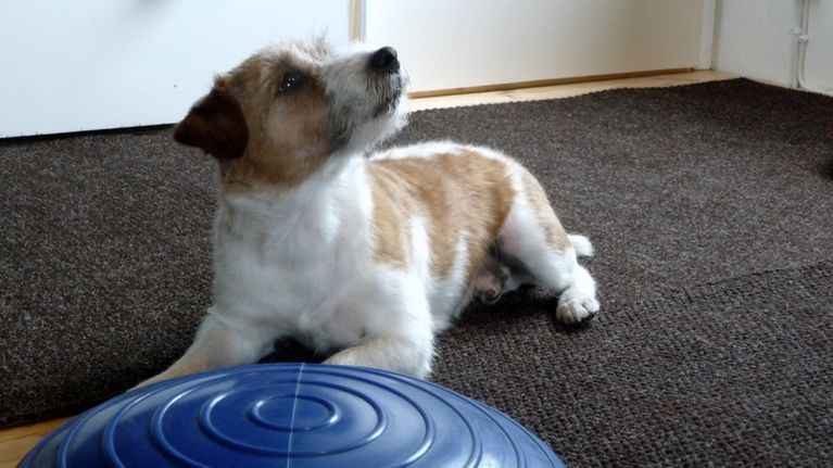 Jackrusselinterrieri Japi 