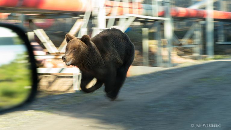 Paikalle sattunut Jan Wessberg onnistui taltioimaan karhun Porin Tahkoluodon öljysatamassa 8. kesäkuuta 2013.