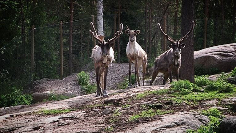 Metsäpeuroja Ähtärin eläinpuistossa.