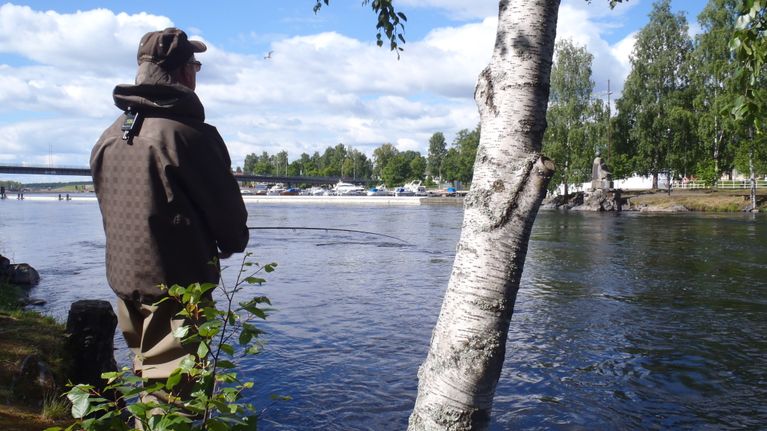 Perhokalastaja Joensuun koskissa kesäisenä päivänä.