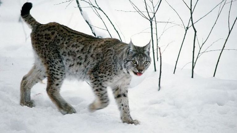 Ilves Ranuan eläinpuistossa.
