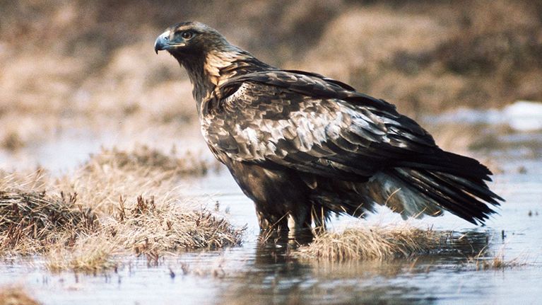 Maakotka.