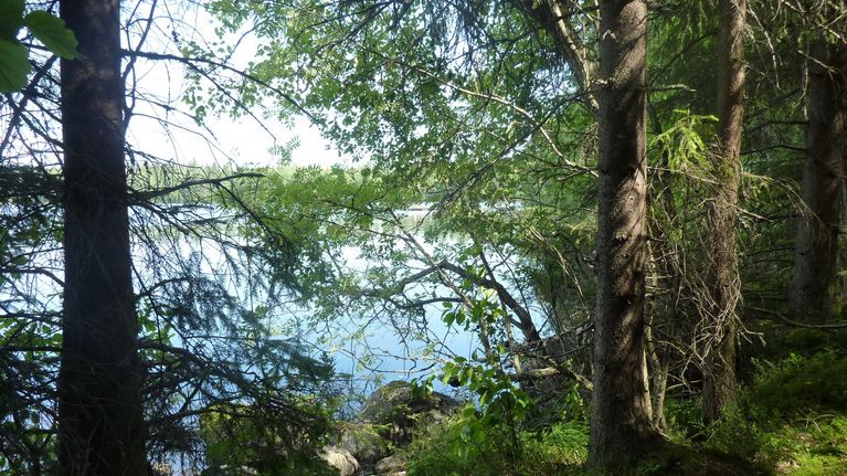 Metsämainen järvimaisema. 