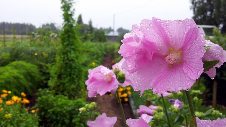Malva kukkii