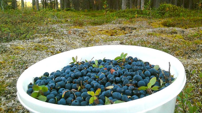 Ämpärillinen juolukoita ja mustikoita