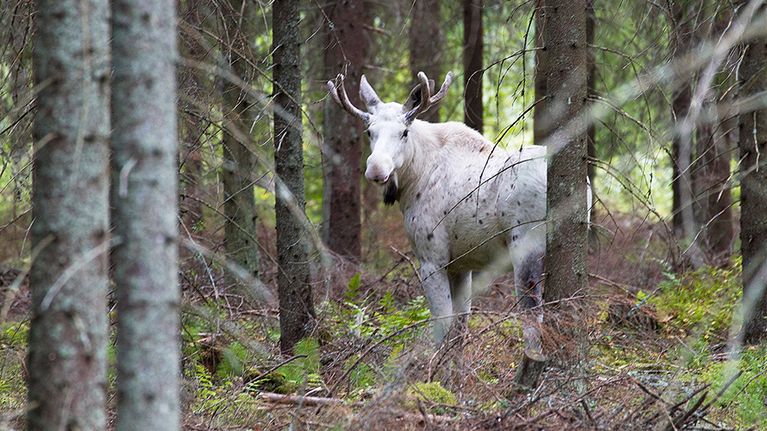 Valkoinen hirvi metsässä.