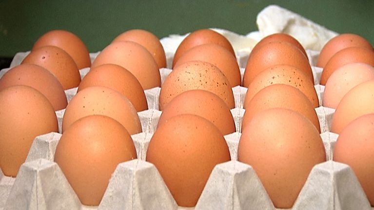 Kananmunia kennossa.