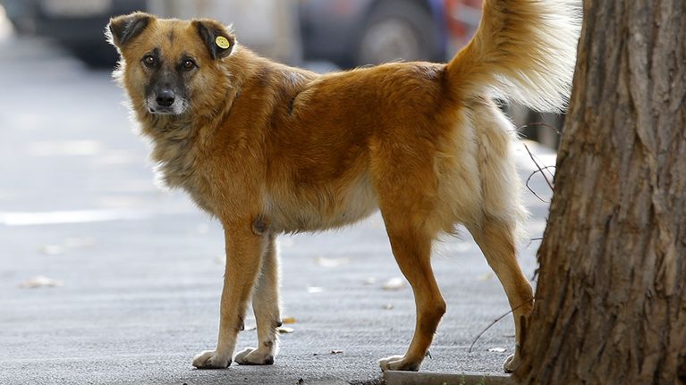 Kulkukoira Bukarestin keskustassa.