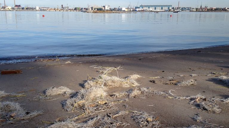 Valkoinen lasikuitusilppu peittää Helsingin Pihlajasaaren uimarantaa.