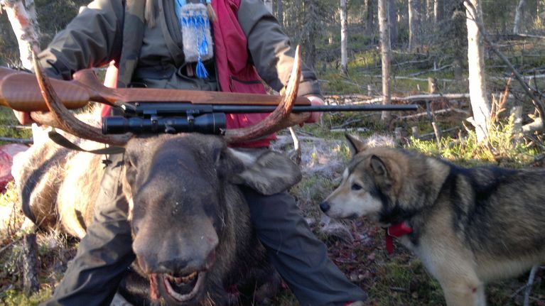 Hirven haukkunut itäsiperianlaika ihmettelee kaatunutta hirvisonnia. Tiian oma koira, 9 kuukauden ikäinen jämpti oli myös mukana jahdissa. 