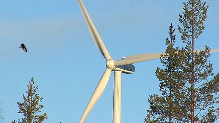 Tuulimyllyja maakotka