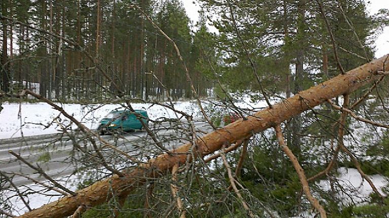 Kaatunut puu Kontiolahden Kulhossa perjantaina aamupäivällä.