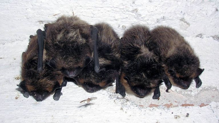 Pohjalepakot