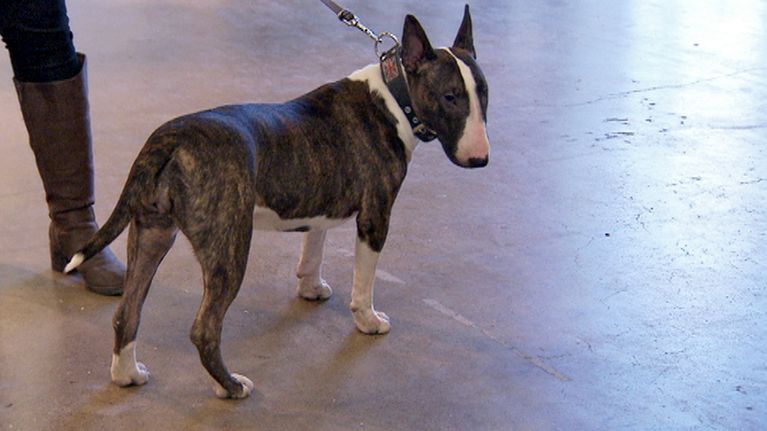bullterrieri