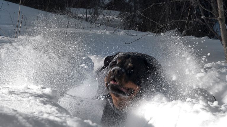 Rottweiler peuhaa lumessa