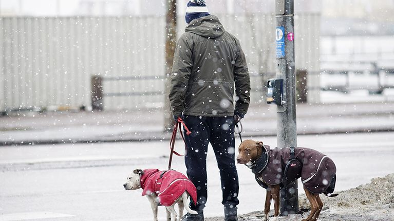 Mies ulkoilutti koiria räntäsateessa 18. helmikuuta.