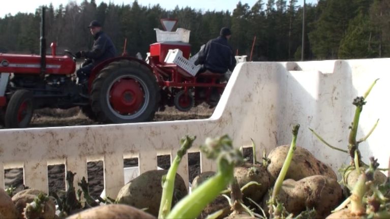 Varhaisperunaa istutetaan Rymättylässä.