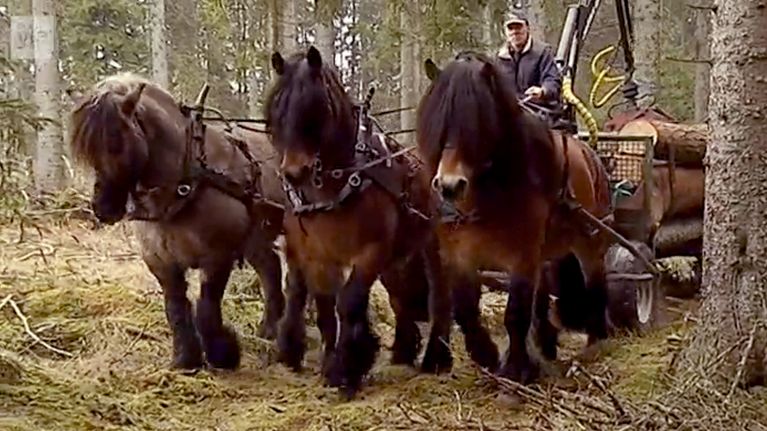 kolme hevosta vetää tukkeja