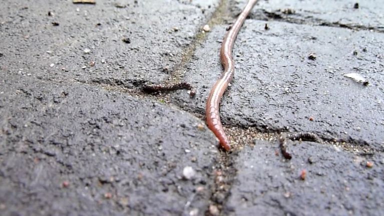 Kastemato luikertelee kivetyksellä