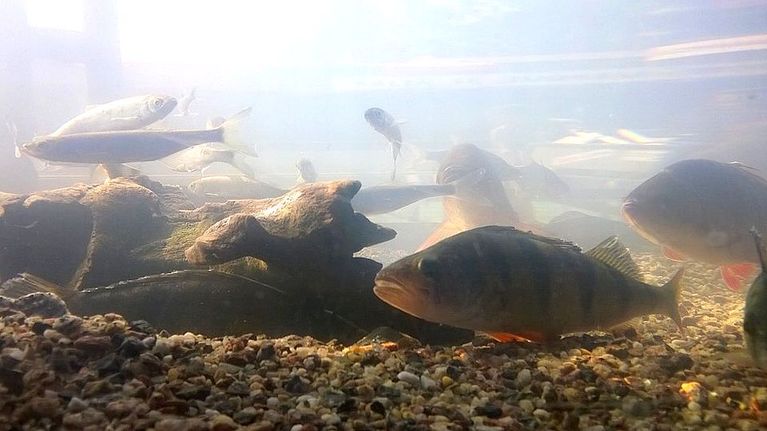 Kaloja altaassa
