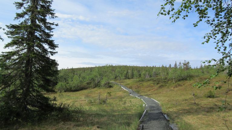 Riisitunturilla kokeillaan kivituhkapolkua myös suolle rakennettuna.
