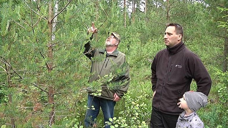 Tutkija ja metsänomistaja tutkivat ruskomäntypistiäistuhoja