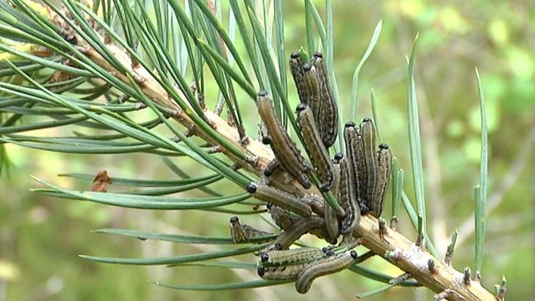 Ruskomäntypistiäisiä kuvattuna mynämäkeläisessä metsässä.