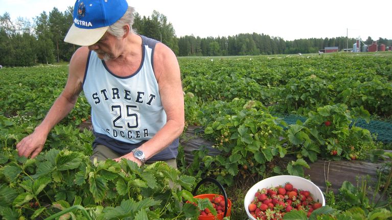 Osmo Koponen kertoo polviasennon sopivan huonoselkäisellekin poimijalle.