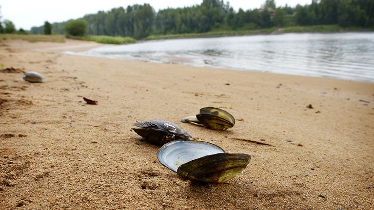 Simpukankuoria Kokemäenjoen Arantilankosken rannassa