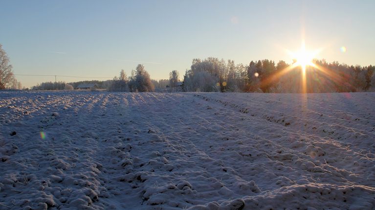 Kuvassa talvinen pelto pakkasella. Aurinko laskee metsänreunan taakse. 