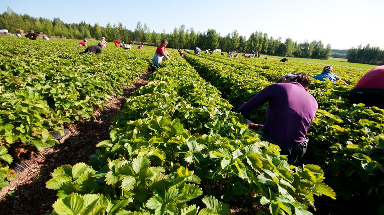 Marjanpoimijoita mansikkaviljelmällä