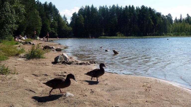 Helteet ovat houkutelleet Lämsänjärven rannalle paljon ihmisiä, joista osa on sairastunut vatsatautiin.