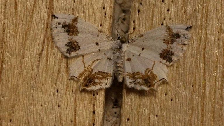 Eversmannia exornata -perhonen