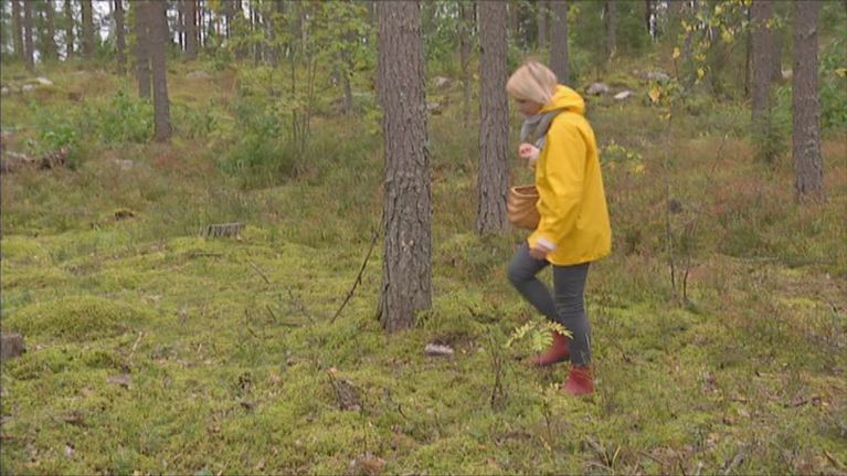 Sieniin törmätään metsässä, mutta arjessa sieniteknologiaa hyödynnetään kaikkialla.